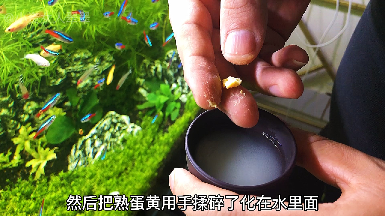 孔雀鱼苗喂食鸡蛋黄,需要注意些什么,看看你做对了吗?