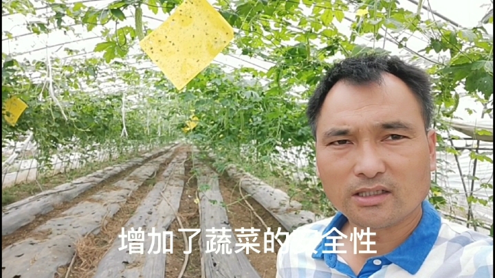 大棚里的黄色纸片,农民的好帮手,小纸片大功效