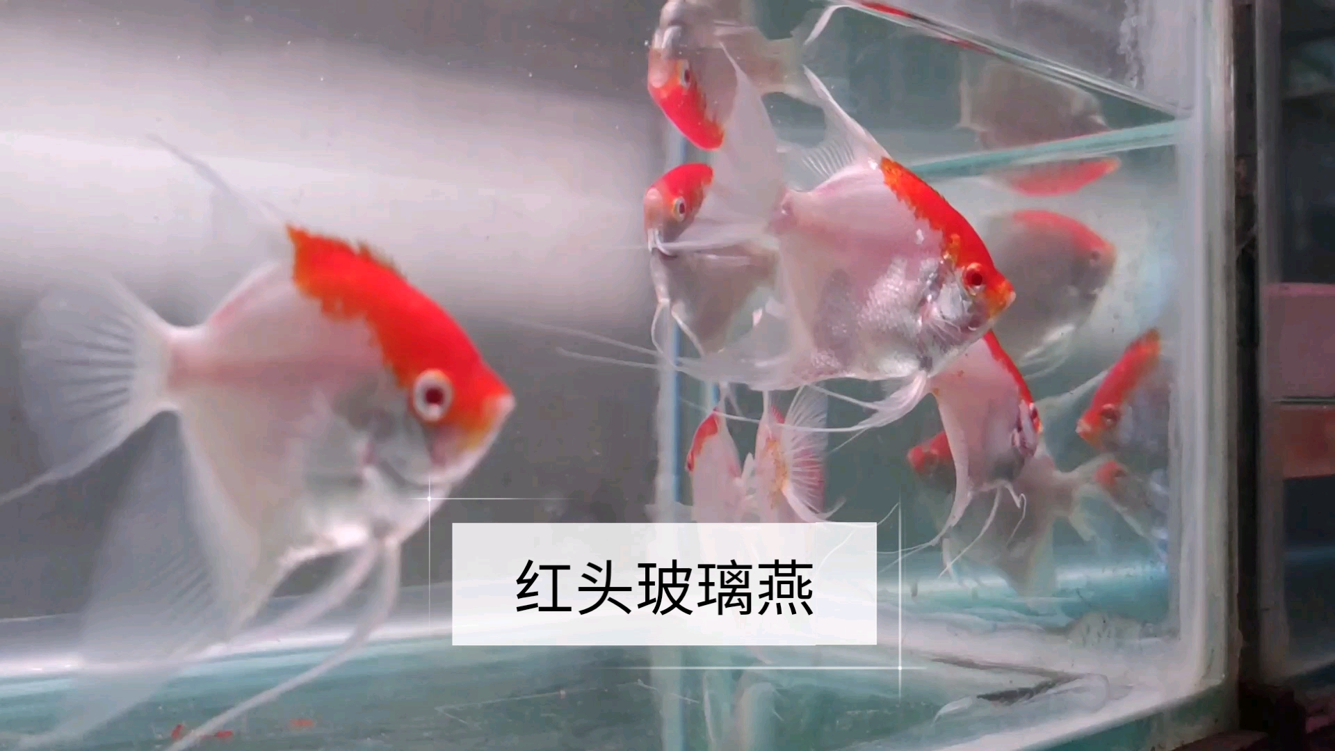 燕鱼欣赏,最美的神仙鱼之一,红头玻璃燕