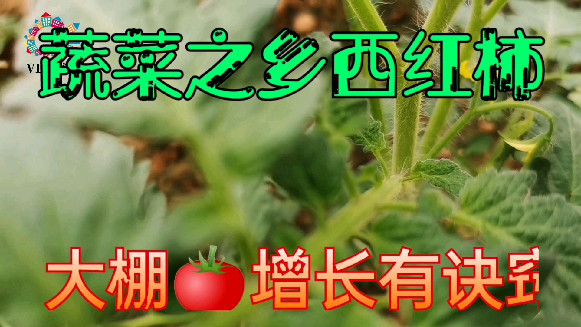 蔬菜之乡寿光大棚西红柿,一季收入15万,这里面的确有诀窍