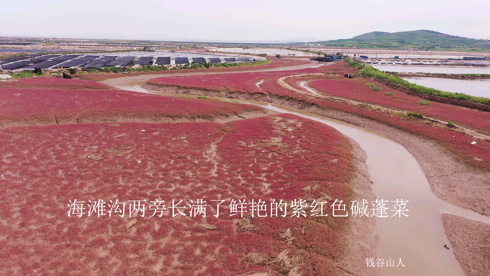 去海滩的路上看到了“红地毯