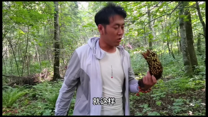 东北野鸡膀子,学名慣仲,还记得非典那年,它出名了