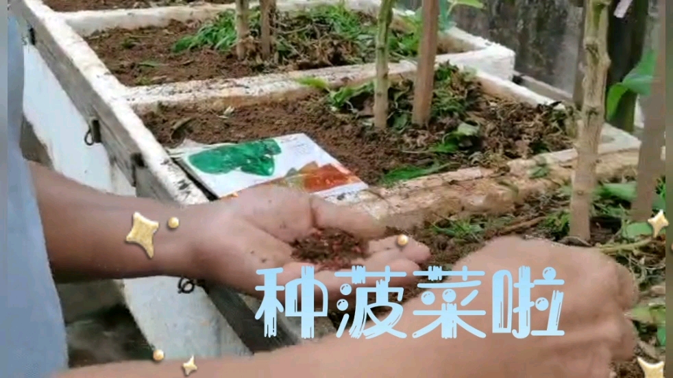 秋播秋天的菠菜,菠菜种子要一颗一颗种下去,不能随意撒!