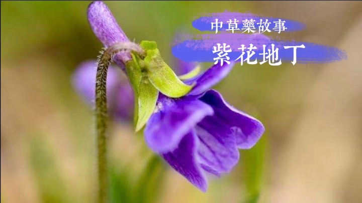 中草药故事——紫花地丁