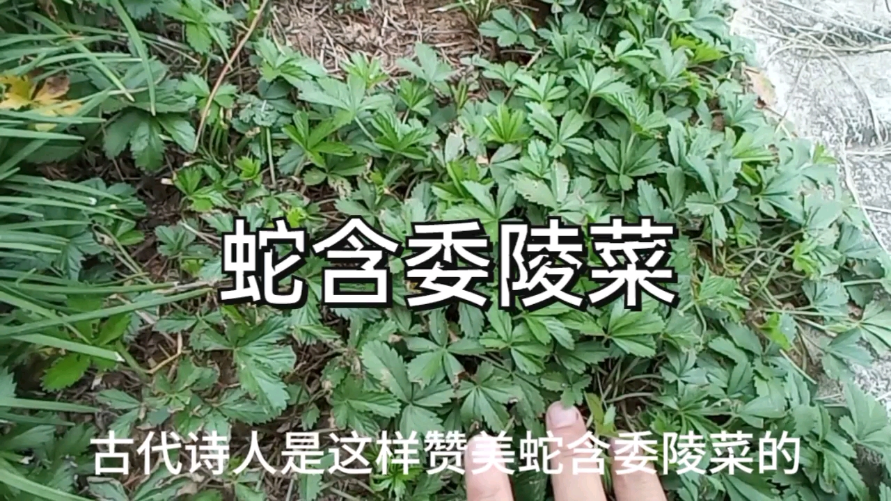 以前叫五爪龙,现在叫蛇含委陵菜,有认识的吗