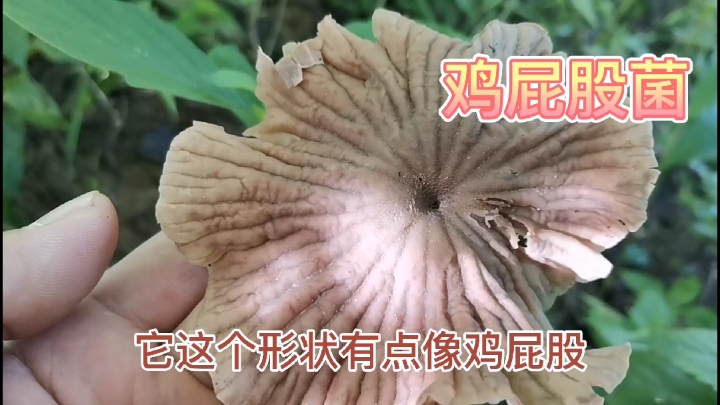 上山找野生菌,鸡屁股菌马屁泡牛肝菌鸡枞,碰到的名字都怪怪的!