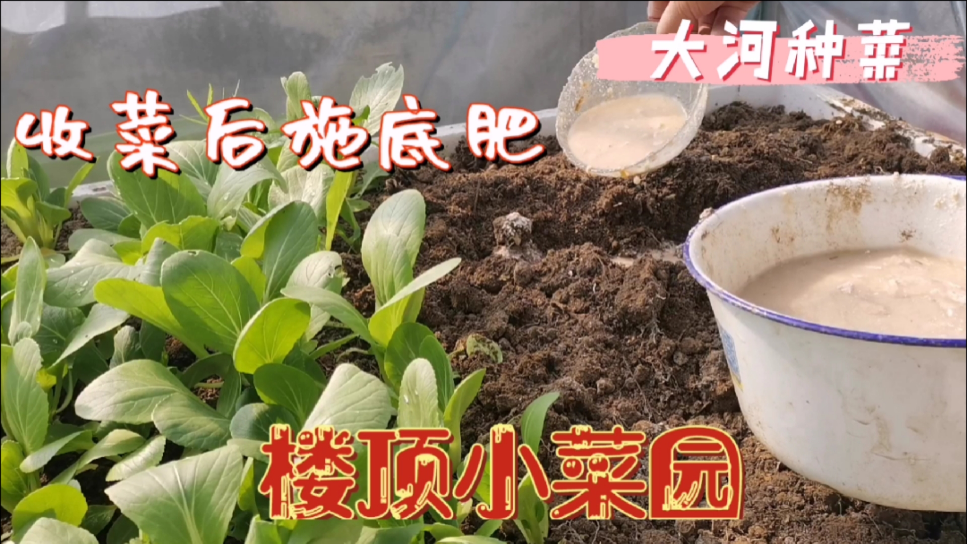 泡沫箱种菜,收完一茬后用花生饼施足底肥,一茬一茬摘不完!