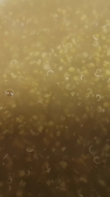 藜麦?知道吗?它和链子一起煮,朋友说能减肥,我也想挑战一下哟