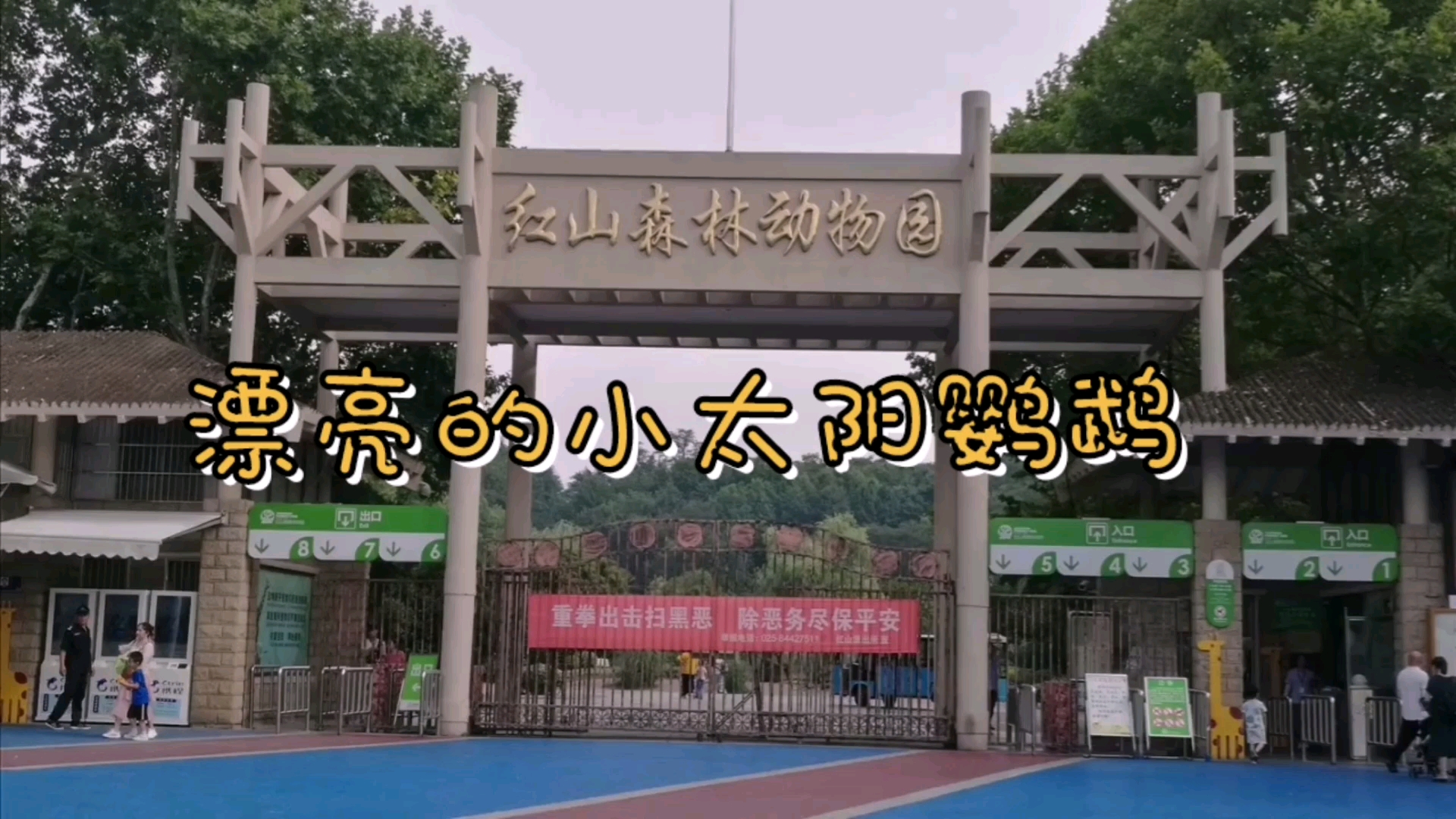 太阳鹦鹉很漂亮,也很亲近人,发现为什么喝汗水呢?