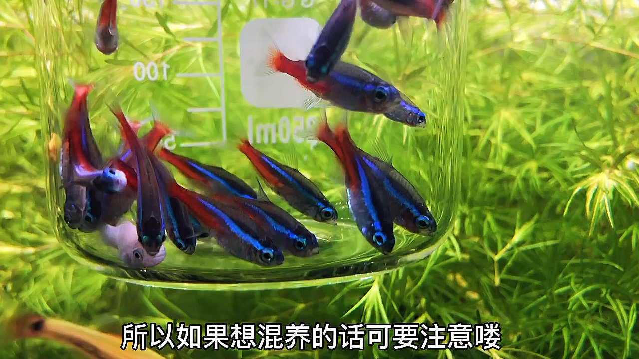 群游红绿灯鱼,注意这几点不再死鱼