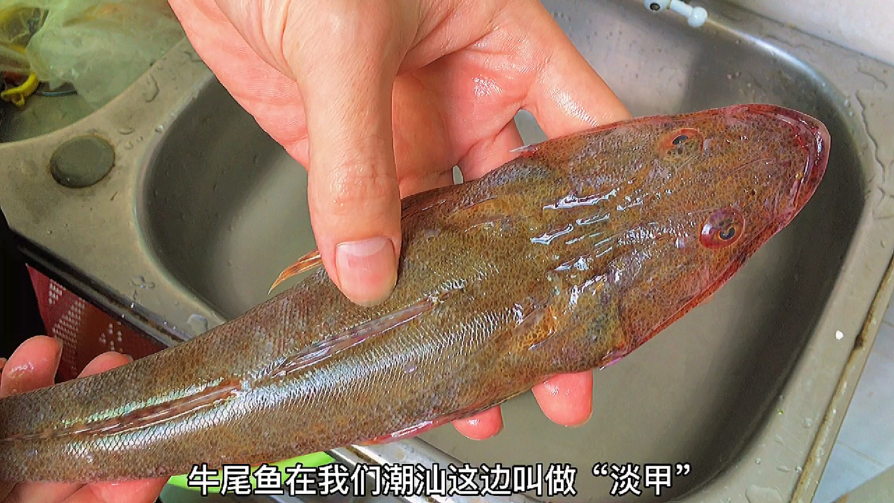 牛尾鱼(淡甲),还是广东潮汕特色做法好,鱼肉鲜香滑嫩无腥味