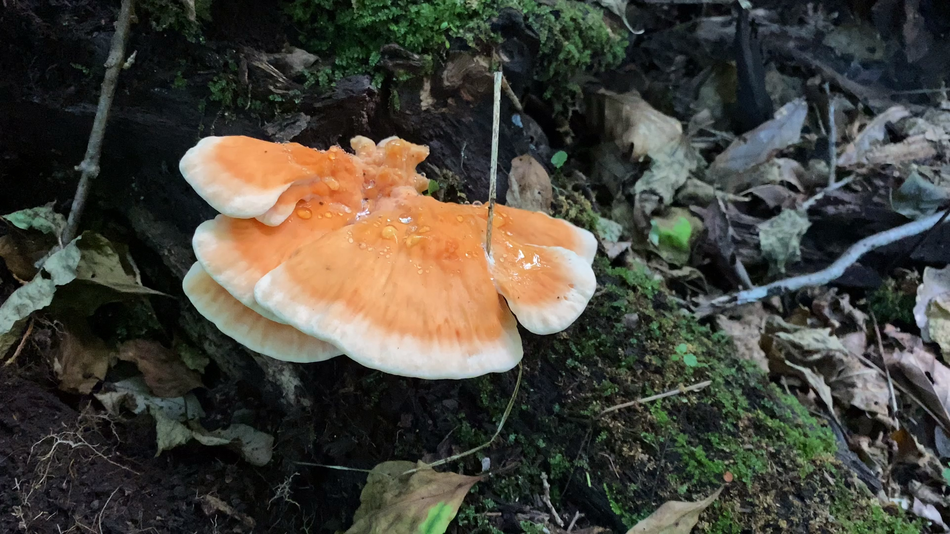 深山就是不一样,各式各样的蘑菇啥都有,还发现了一树的平盖灵芝