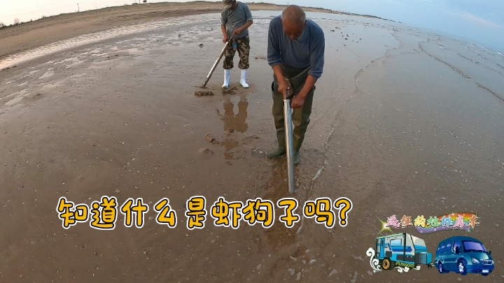 你知道虾狗子长什么样吗?退潮的海滩就有虾狗子.