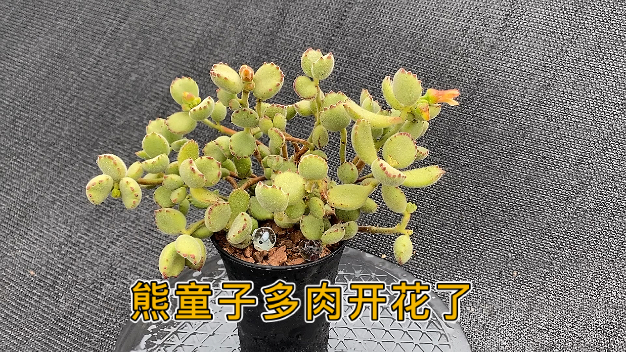 熊童子多肉开花了:景天科,银波锦属的多年生肉质草本植物。