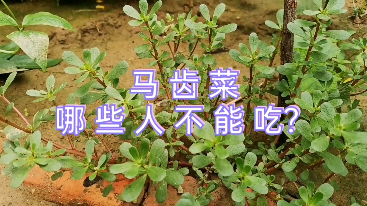 马齿菜虽好,但并不是所有人都适合吃,快来看看有你吗?