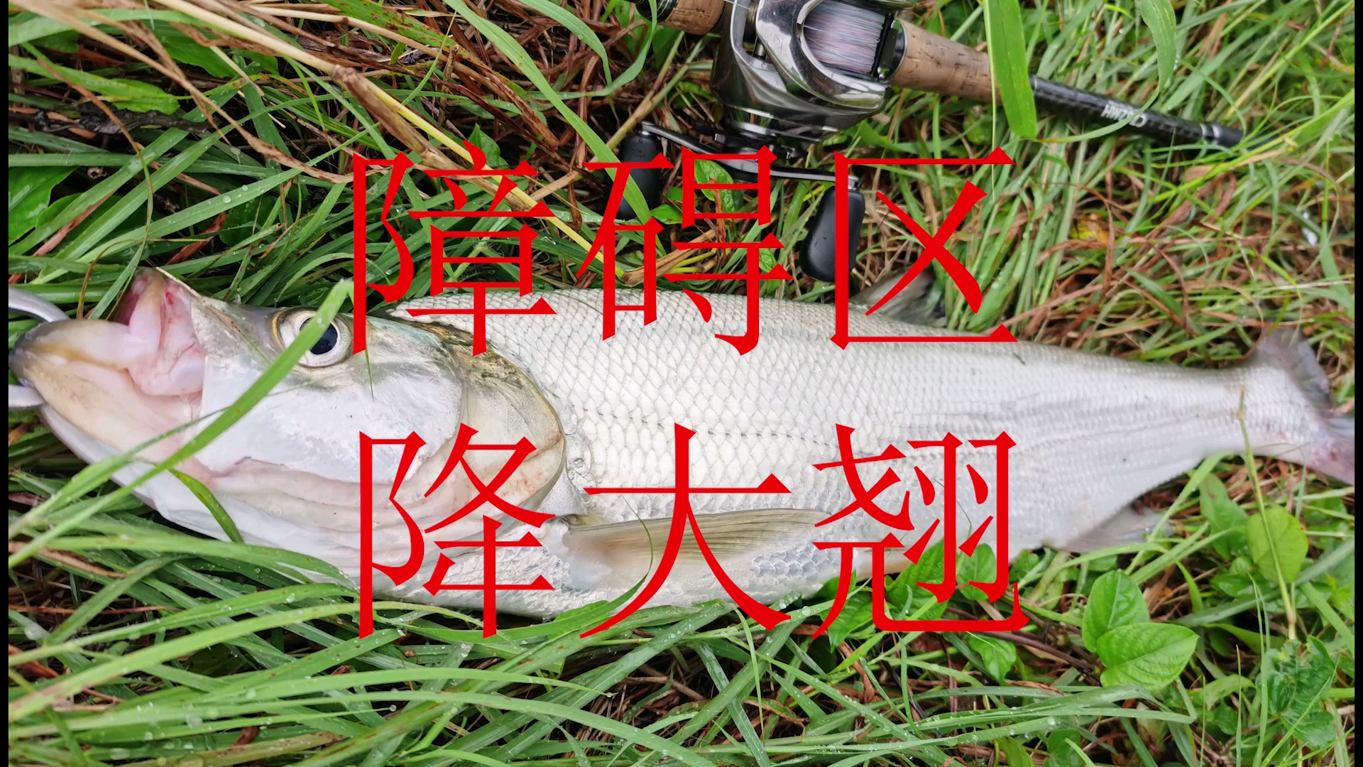 路亚 中大翘嘴 岸边重障碍搏鱼技巧