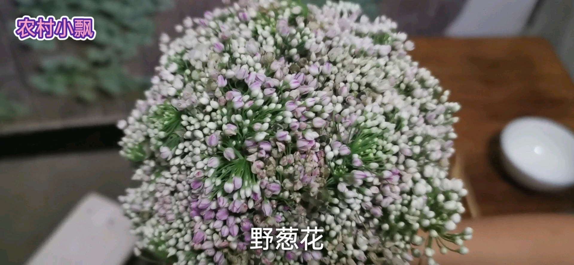 家常炖菜,野葱花加茄子、一个西红柿、俩土豆、一块豆腐,吃撑了