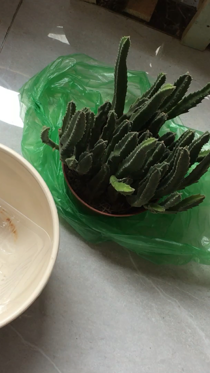 今日主角,大花犀角。