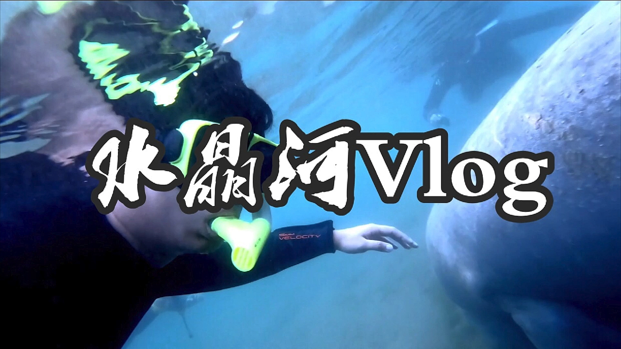 真实的美人鱼原来长这个样子,听说在美国还不少