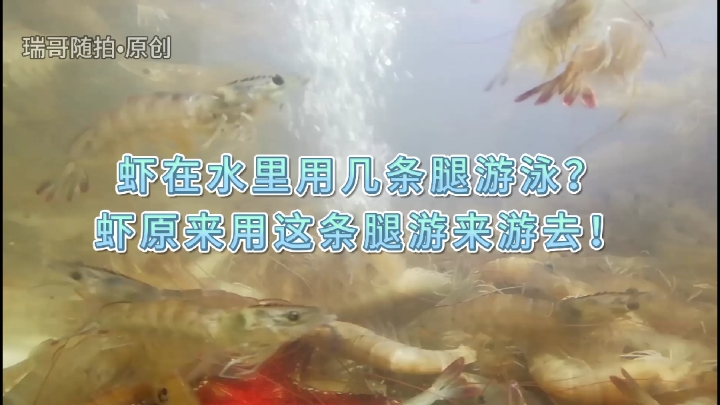 虾在水里用几条腿游泳?瑞哥随拍虾原来用这条腿游来游去!