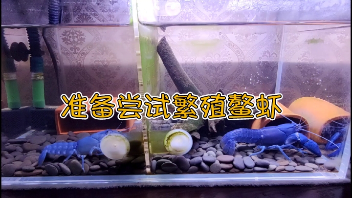 新入手一只母鳌虾～人工天空蓝魔虾,准备尝试繁殖小龙虾