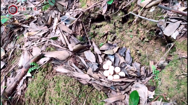 荒山野岭听声音找到一窝野生蛋,这是什么蛋?野鸡蛋还是蛇蛋?