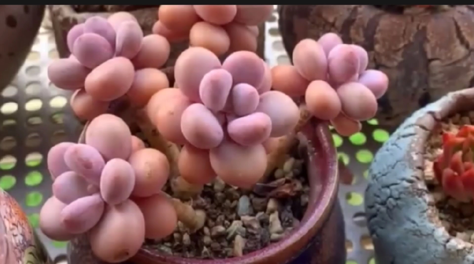 多肉植物:   养在阳台的蛋黄奶,就是比较容易出状态