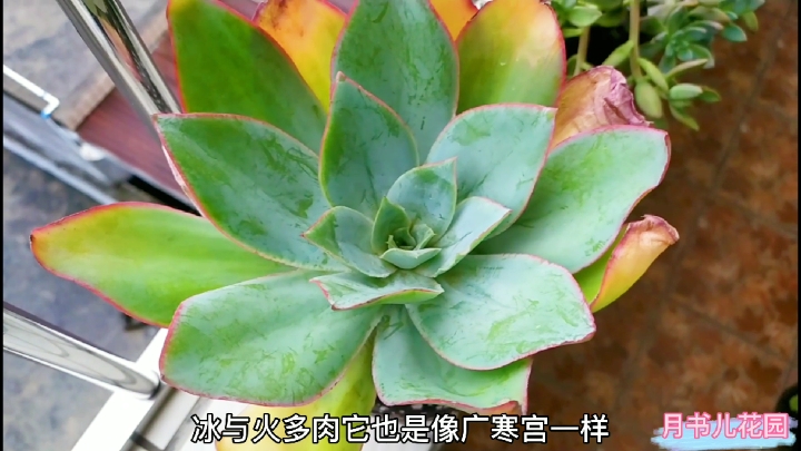 又买了漂亮的大多肉,这颜值状态真的爱了