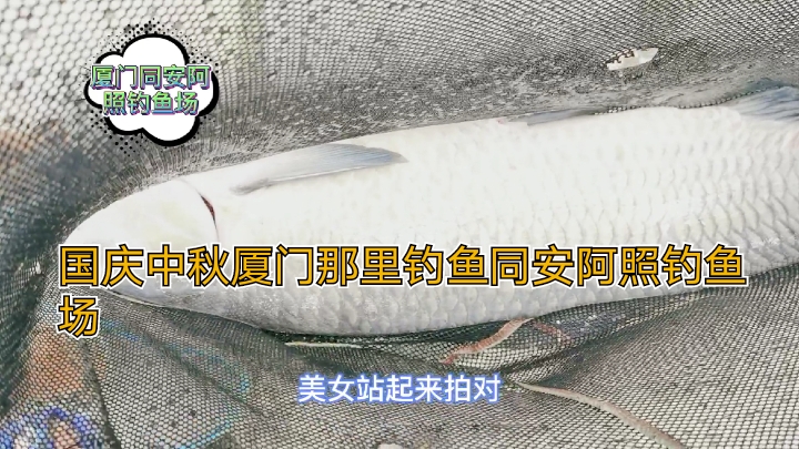 国庆中秋厦门那里钓鱼同安阿照钓场青鱼塘更有80块钓一天的休闲塘