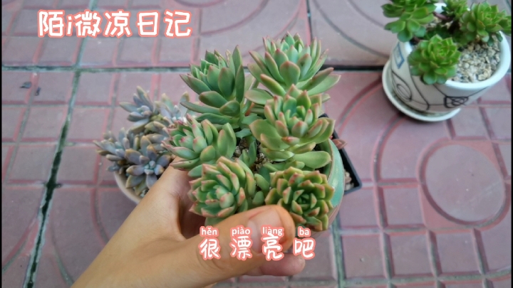 多肉养护002:适合新手养的几种多肉,夏季给点阳光就上色