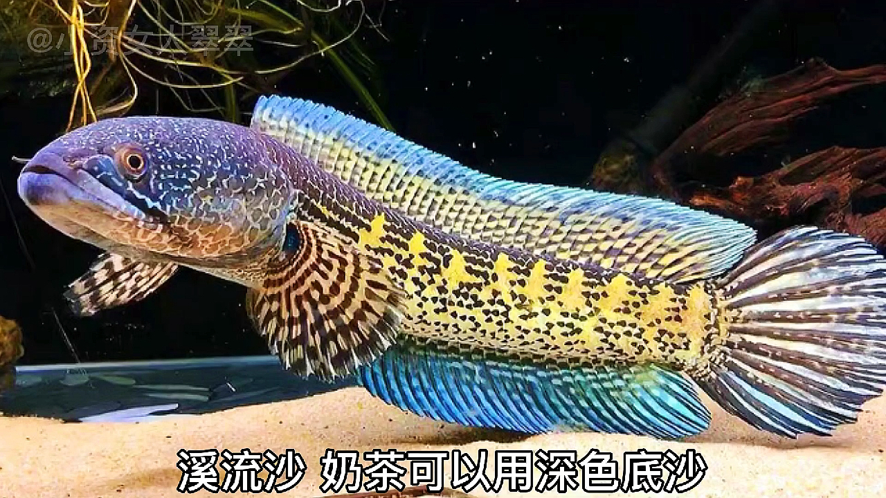 养鱼总养不活,那就来试试它吧,教你如何养好五彩斑斓的雷龙鱼