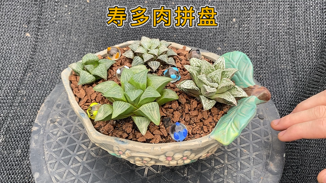 寿多肉拼盘:是百合科十二卷属软叶品种中的一大类。