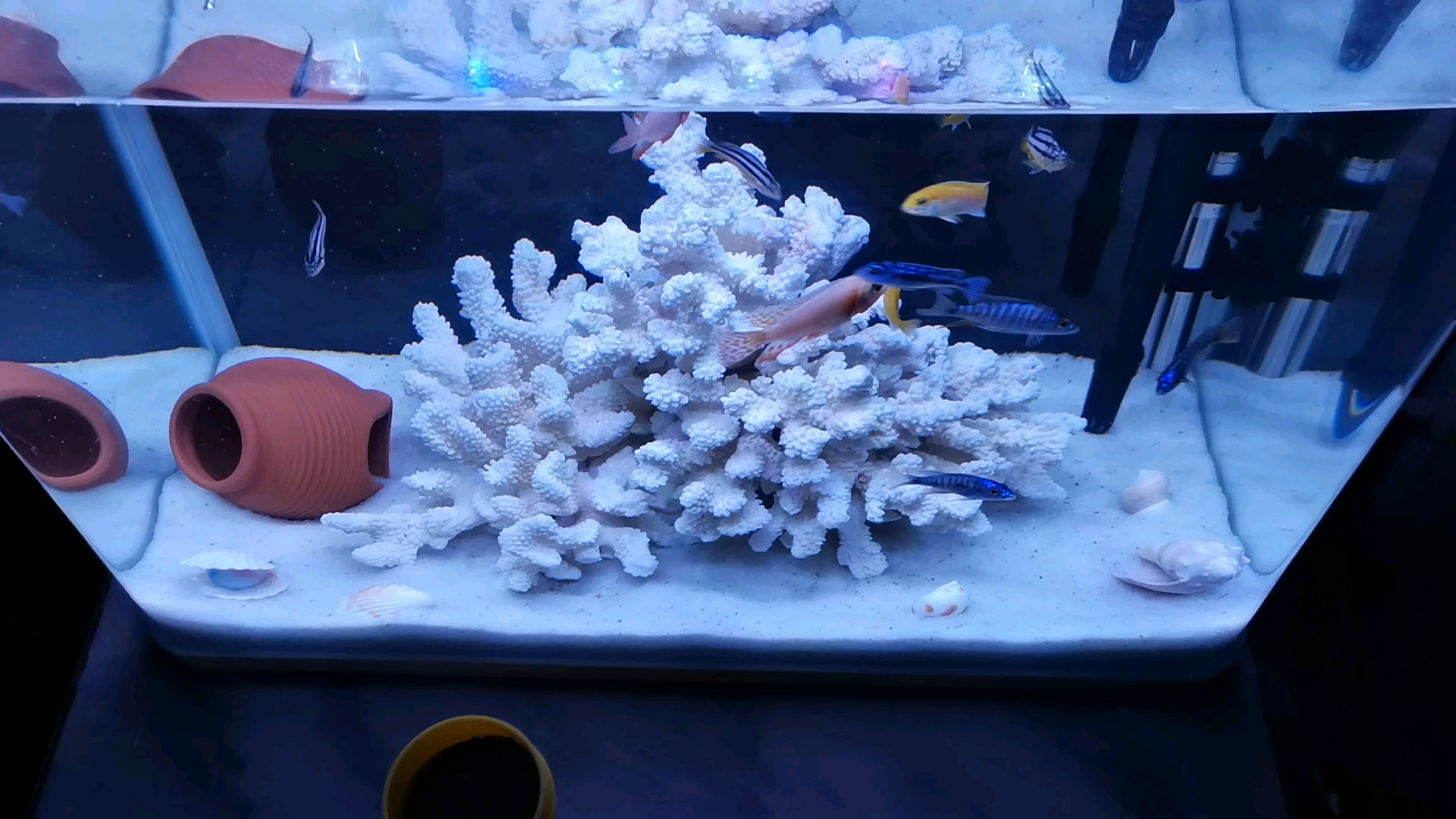 三湖慈鲷养了几天了,已经完全适应了环境,开始给他们喂饲料