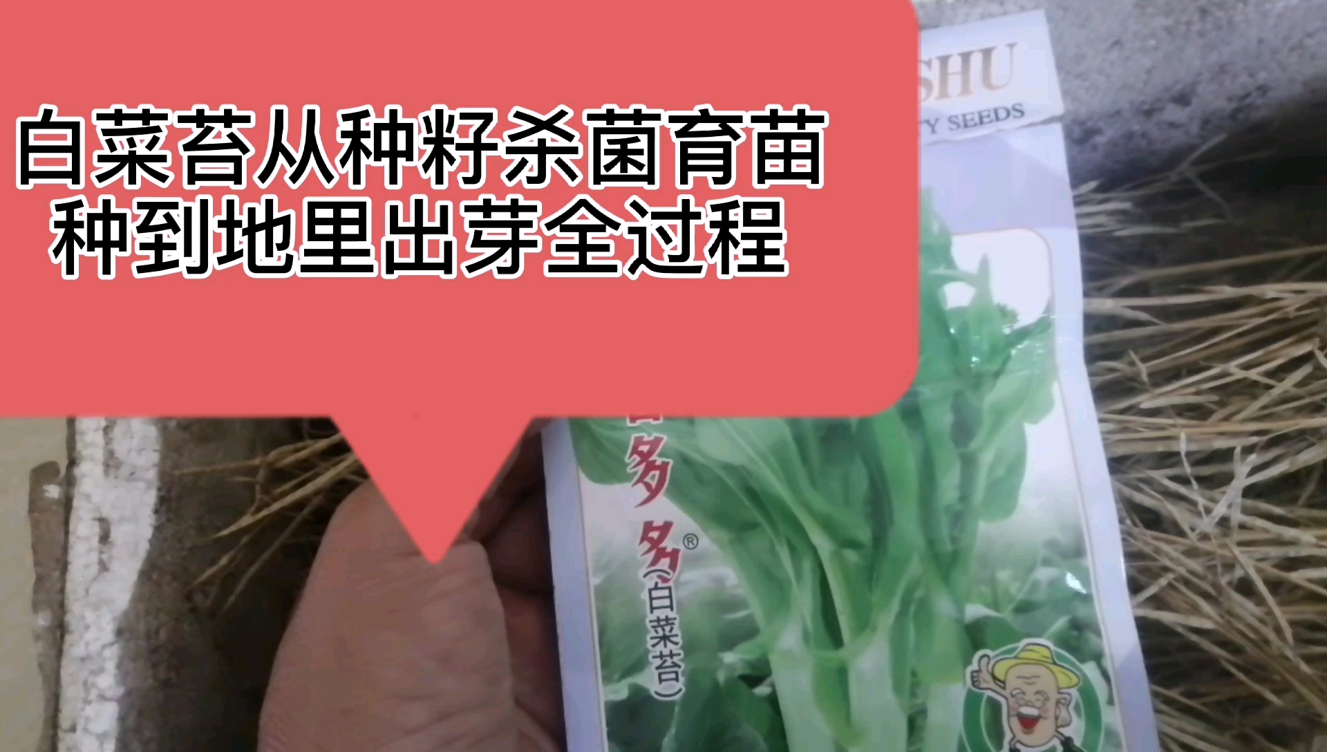 秋冬蔬菜之二白菜苔,从种籽杀菌育苗到种地里出芽全过程