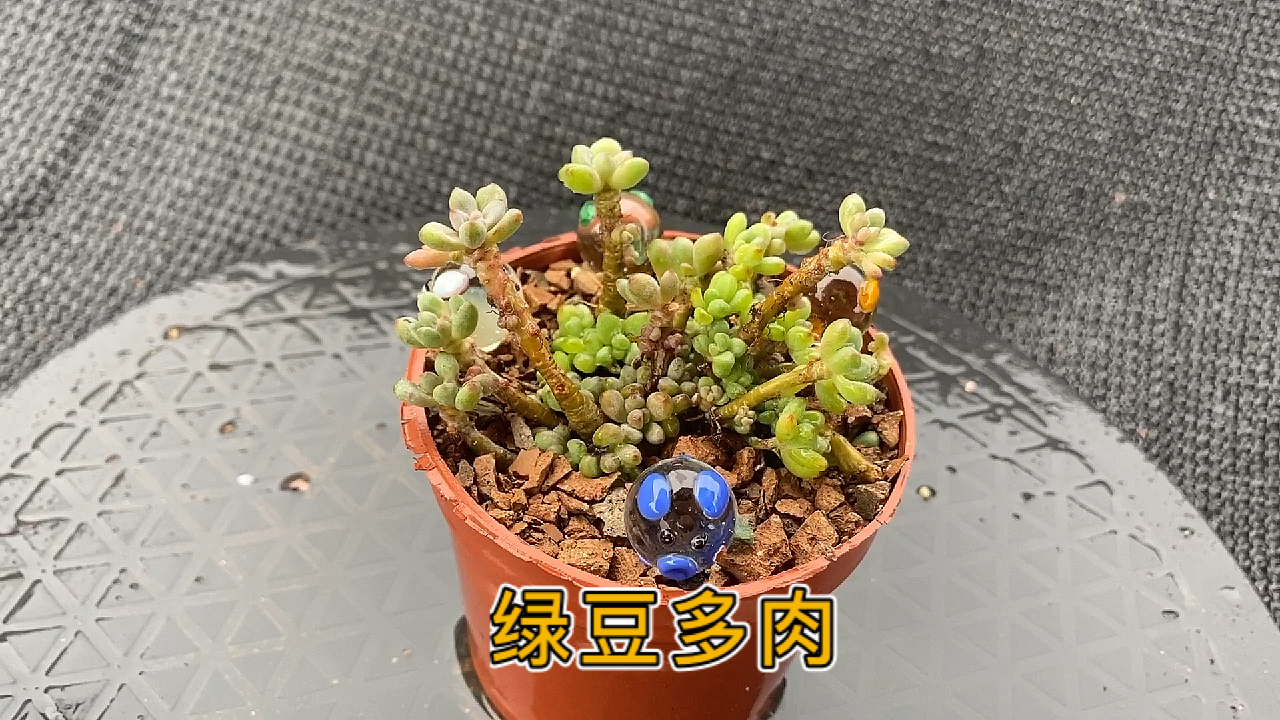 绿豆多肉植物:景天科风车草属多肉植物,中小型品种。