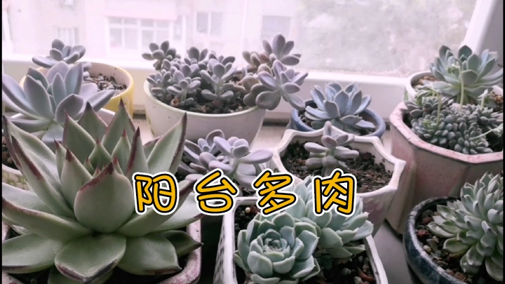 阳台虽然种满了多肉,品种却是傻傻分不清楚,拿出去摆摊可好