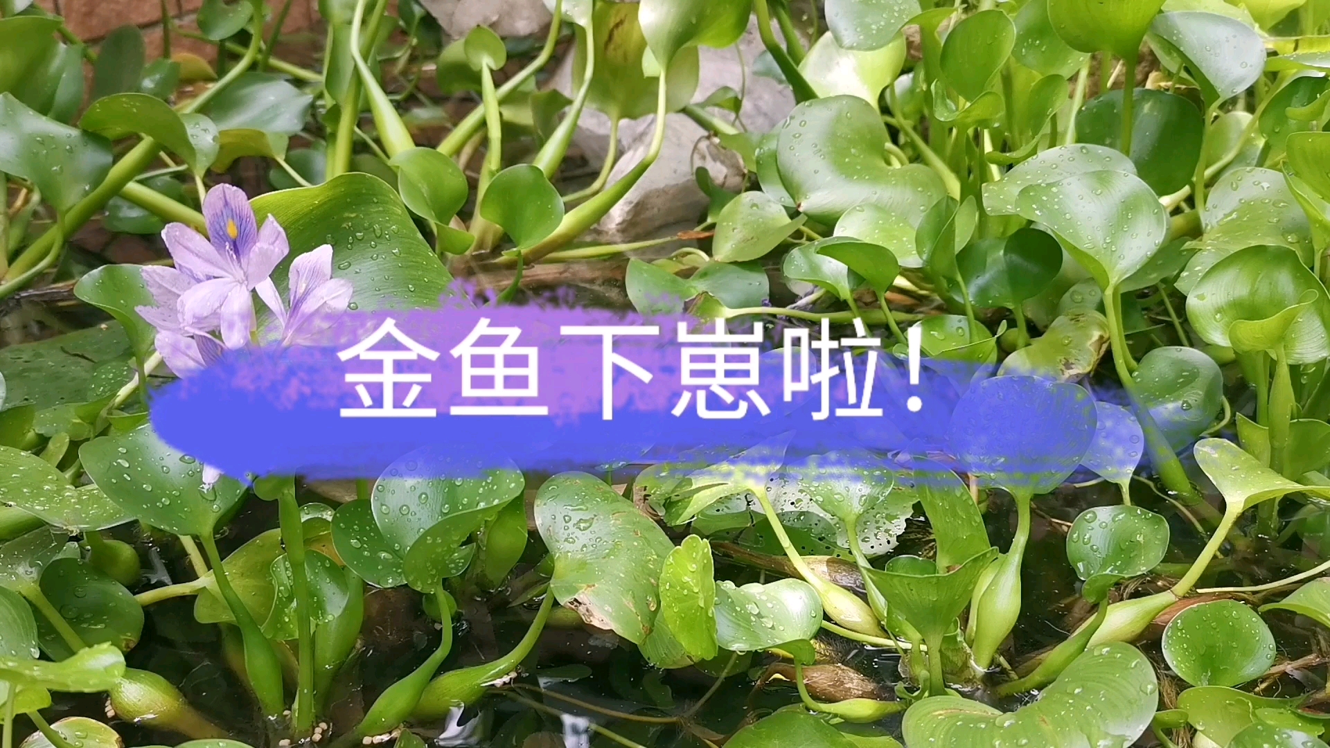鱼池里发现了4条小金鱼,老金鱼下崽啦?为何有两条黑色的呢?