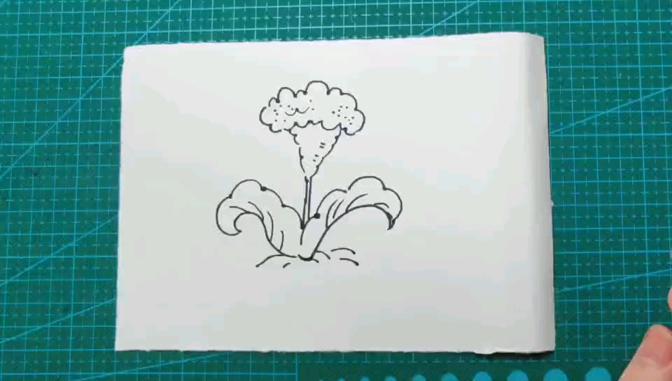 简笔画 好看的鸡冠花