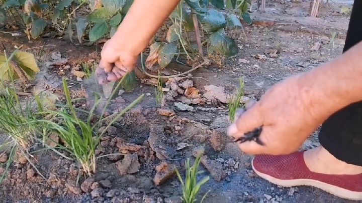 种韭菜,撒点农村不花钱的肥料,韭菜就能茎粗叶宽,一茬接一茬