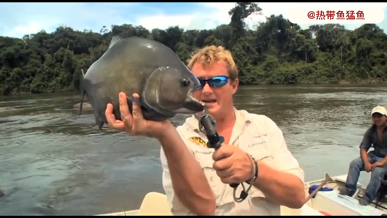 黑色食人鱼35cm.超大当地随处可见.在我们国内竟然卖出天价