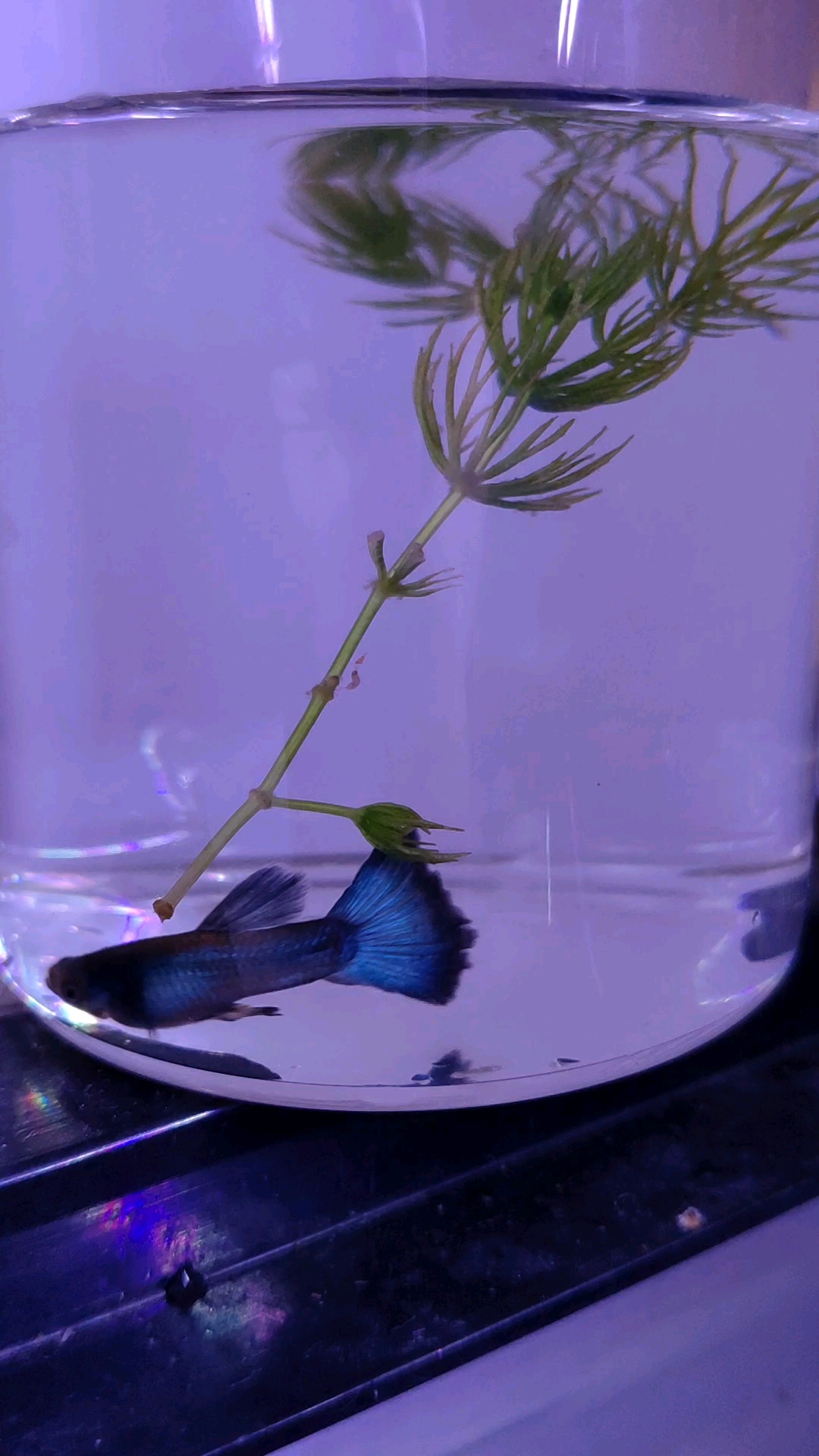 墨兰孔雀鱼好看吗?