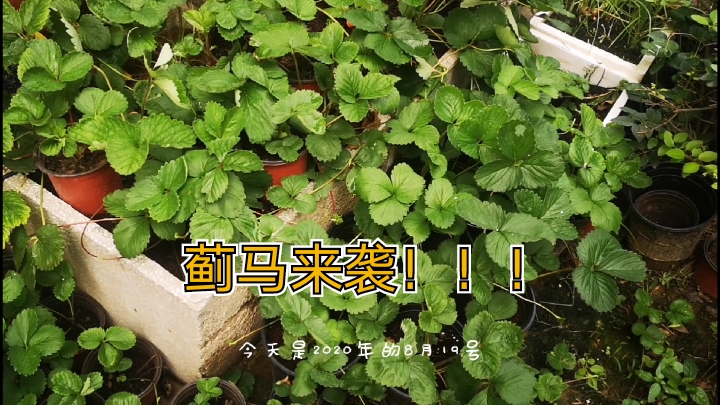 种草莓第八十天,蓟马来袭!白草莓播籽发芽长真叶!