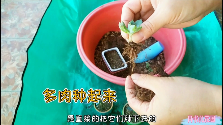 秋意渐浓开始种多肉了,最近又种了些多肉小苗,都有哪些品种?