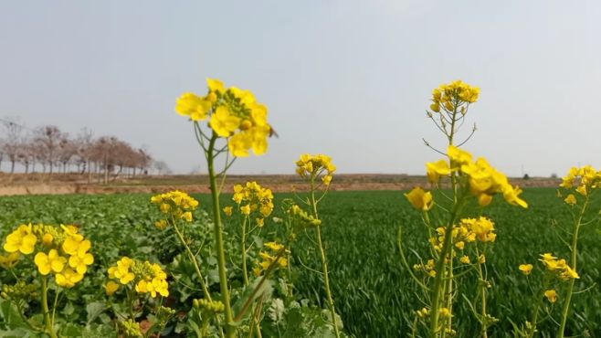 [图]春天来到，花儿笑了