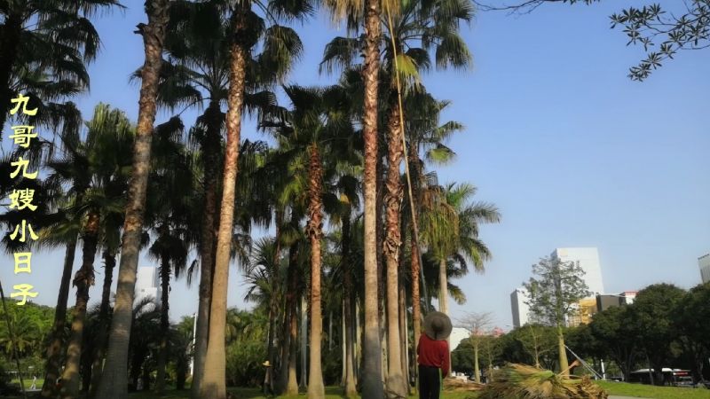 实拍园艺工人对棕树叶除枝，长棍铁钩轻松搞定，你见过吗？,生活,园艺,好看视频