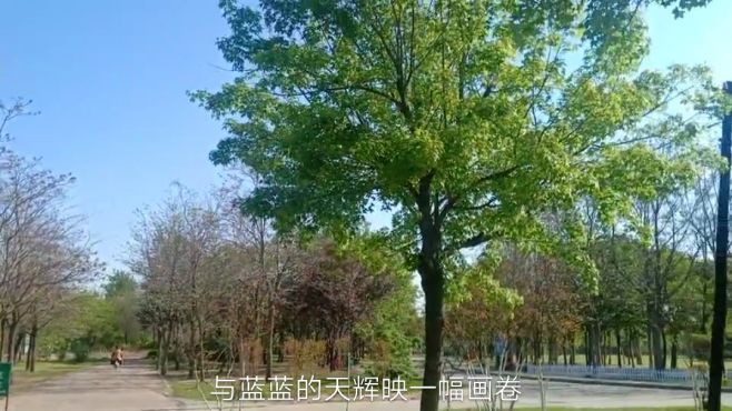 [图]纯净灵魂的绿荫。蓝天，大树与游人融为画卷。