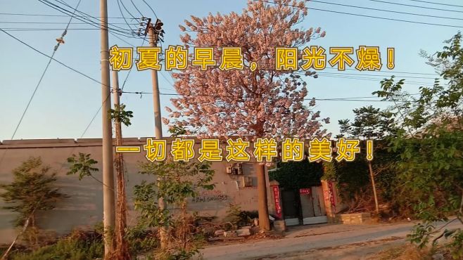 [图]实拍河北农村初夏早晨，阳光正好，微风不燥，瞬间感觉生活很美好