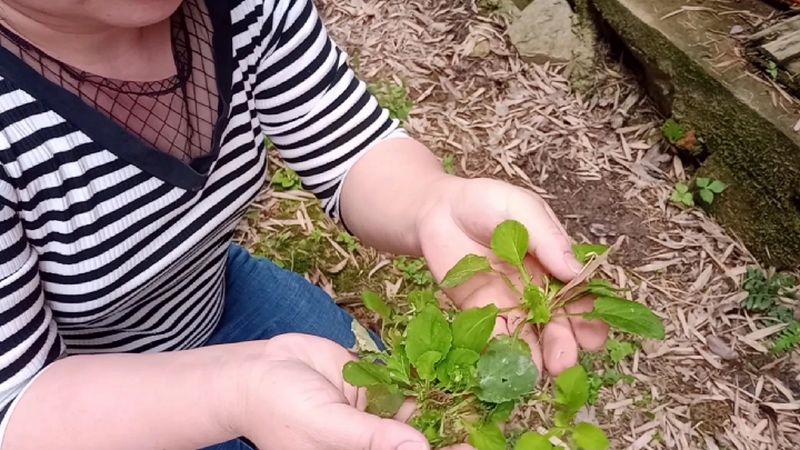 小小黄瓜草,作用真不少,不认识那真是可惜了,三农,农村户外,好看视频