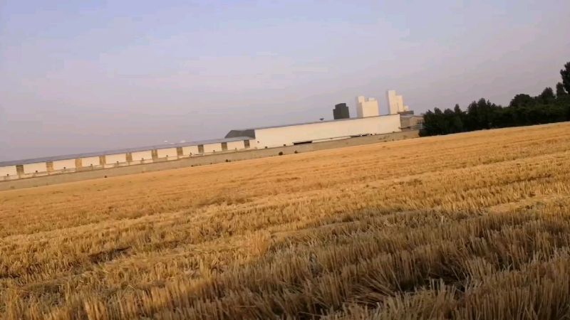 章丘龙山街道田间公路，麦收时节，田间金黄麦茬，路上金色麦粒,生活,生活vlog,好看视频