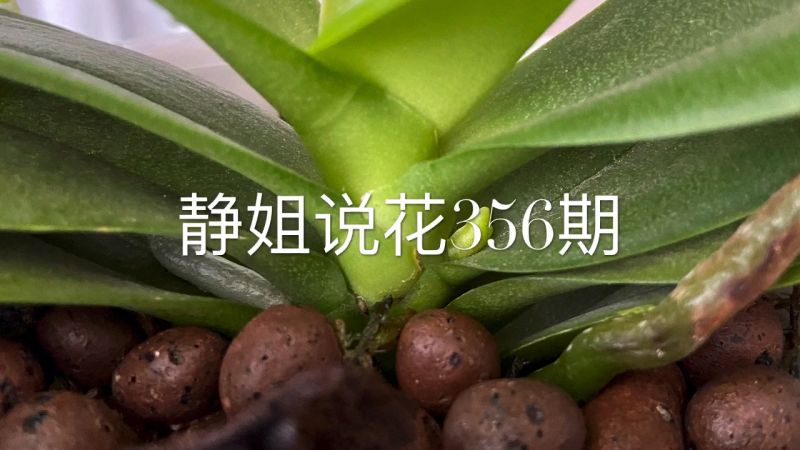 静姐说花356 蝴蝶兰 根芽 苗芽 花芽 早期识别 家居 园艺 好看视频 静姐说花356 蝴蝶兰 根芽 苗芽 花芽 早期识别 家居 园艺 好看视频